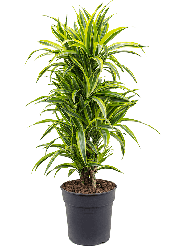 Planta naturala de interior Branched-multi D35xH120cm Dracaena fragrans 'Lemon Lime' PS27/25cm in pamant