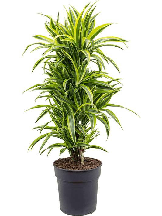 Planta naturala de interior Branched-multi D35xH120cm Dracaena fragrans 'Lemon Lime' PS27/25cm in pamant