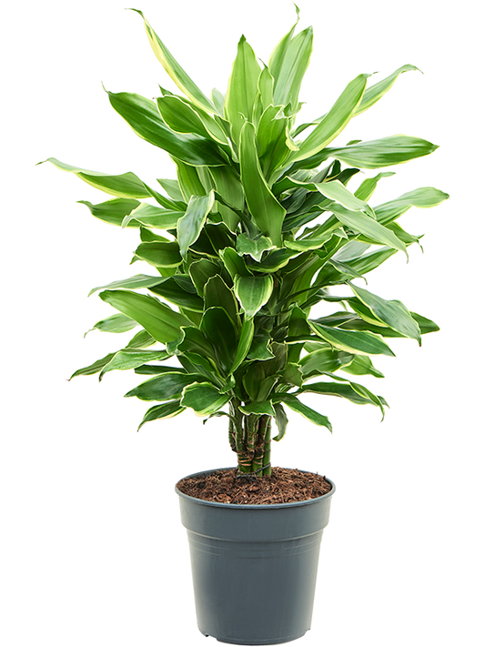 Planta naturala de interior Branched-multi D35xH70cm Dracaena fragrans 'Golden Coast' PS21/20cm in pamant