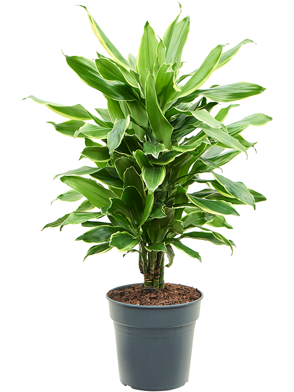 Planta naturala de interior Branched-multi D35xH70cm Dracaena fragrans 'Golden Coast' PS21/20cm in pamant