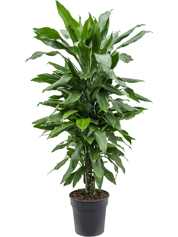 Planta naturala de interior Branched-multi D35xH70cm Dracaena fragrans 'Janet Lind' PS21/20cm in pamant