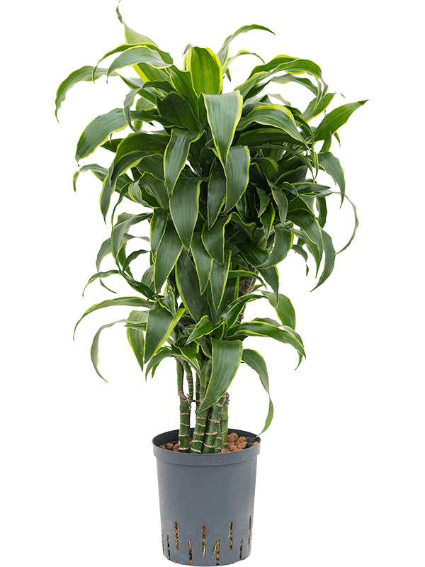 Planta naturala de interior Branched-multi D35xH90cm Dracaena fragrans 'Dorado' P18/19cm in hidrogranule