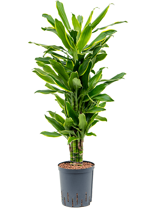 Planta naturala de interior Branched-multi D35xH90cm Dracaena fragrans 'Golden Coast' P18/19cm in hidrogranule