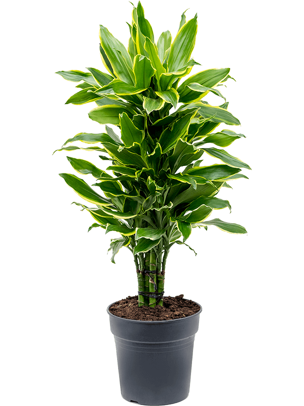 Planta naturala de interior Branched-multi D35xH90cm Dracaena fragrans 'Golden Coast' PS24/23cm in pamant