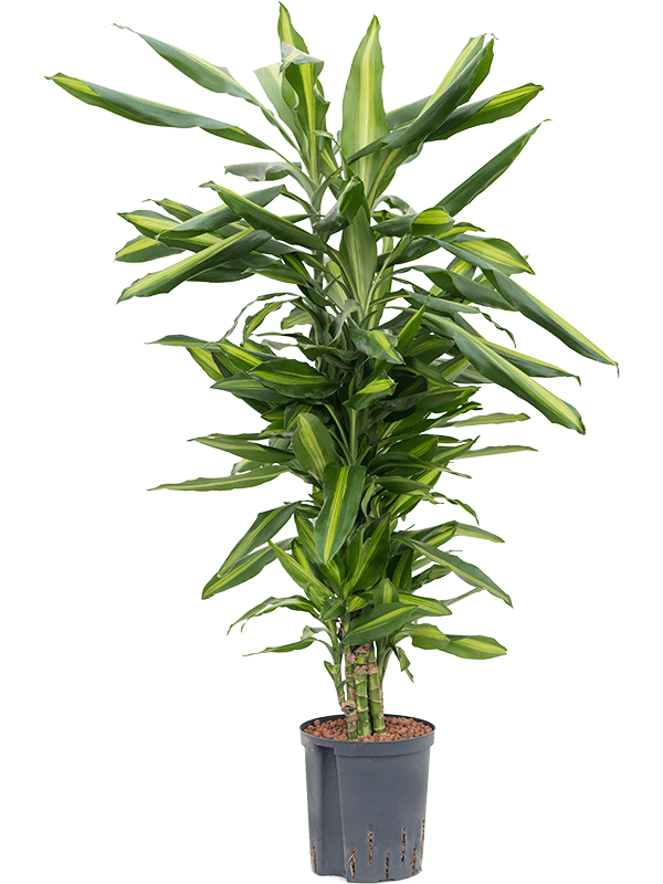 Planta naturala de interior Branched-multi D40xH100cm Dracaena fragrans 'Cintho P18/19cm in hidrogranule