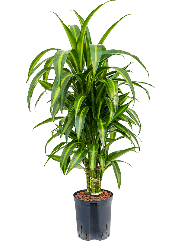 Planta naturala de interior Branched-multi D40xH100cm Dracaena fragrans 'Hawaiian Sunshine' P18/19cm in hidrogranule