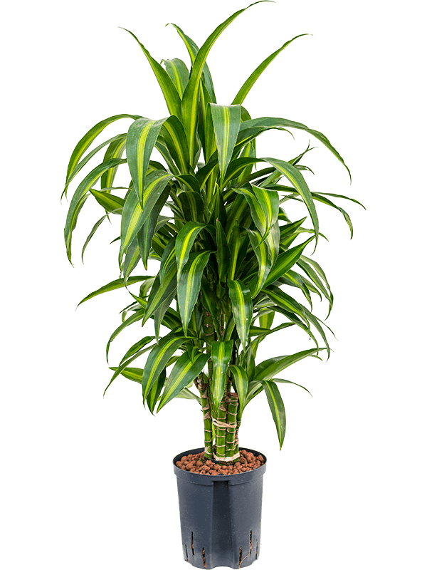 Planta naturala de interior Branched-multi D40xH90cm Dracaena fragrans 'Hawaiian Sunshine' P18/19cm in hidrogranule