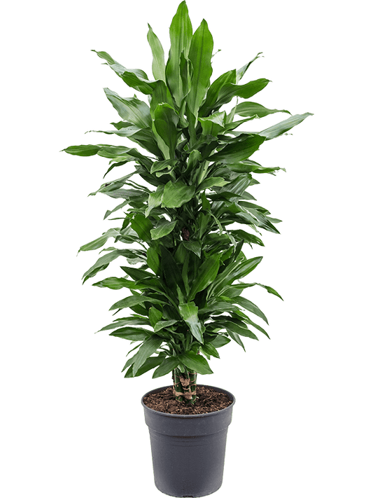 Planta naturala de interior Branched-multi D40xH100cm Dracaena fragrans 'Janet Lind' PS27/26cm in pamant