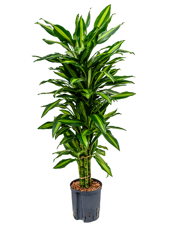 Planta naturala de interior Branched-multi D40xH110cm Dracaena fragrans 'Cintho P18/19cm in hidrogranule