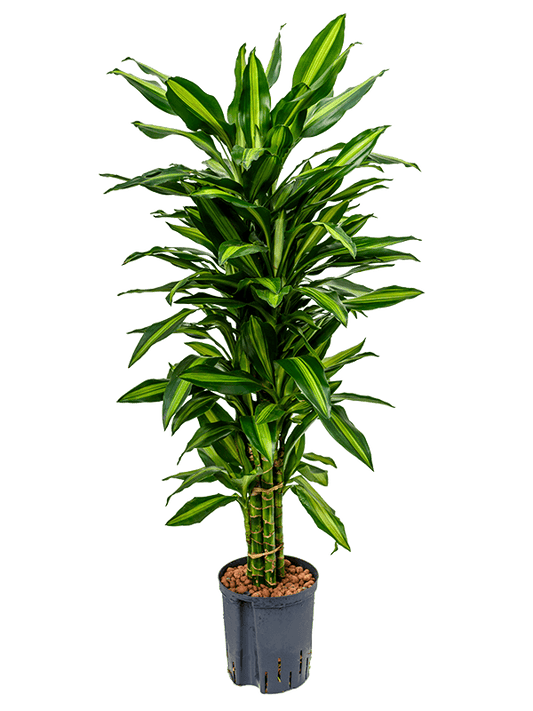 Planta naturala de interior Branched-multi D40xH110cm Dracaena fragrans 'Cintho P18/19cm in hidrogranule