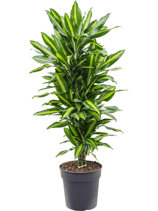 Planta naturala de interior Branched-multi D40xH110cm Dracaena fragrans 'Cintho' PS27/25cm in pamant