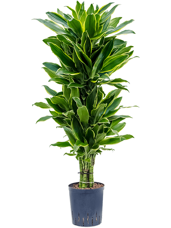 Planta naturala de interior Branched-multi D40xH110cm Dracaena fragrans 'Golden Coast' P18/19cm in hidrogranule