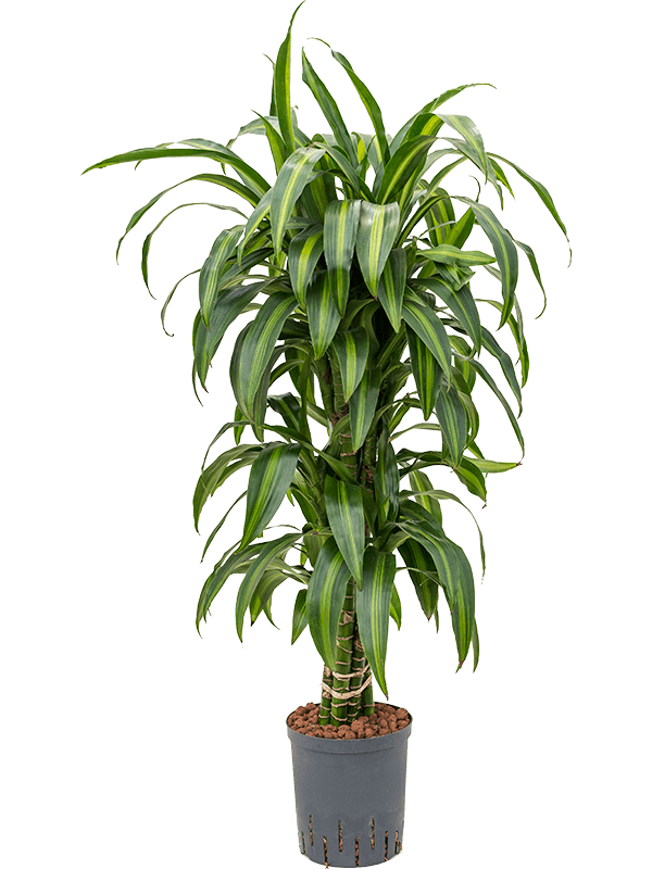 Planta naturala de interior Branched-multi D40xH110cm Dracaena fragrans 'Hawaiian Sunshine' P18/19cm in hidrogranule