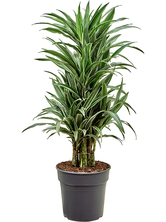 Planta naturala de interior Branched-multi D40xH120cm Dracaena deremensis 'Warneckei' PS27/25cm in pamant