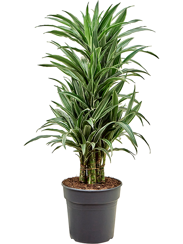 Planta naturala de interior Branched-multi D40xH120cm Dracaena deremensis 'Warneckei' PS27/25cm in pamant