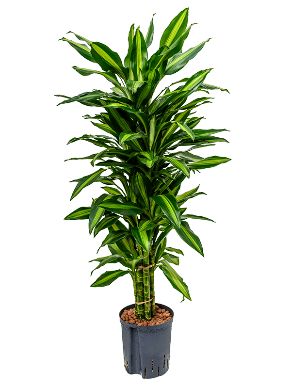 Planta naturala de interior Branched-multi D40xH120cm Dracaena fragrans 'Cintho P18/19cm in hidrogranule