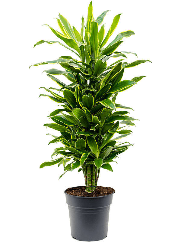 Planta naturala de interior Branched-multi D40xH120cm Dracaena fragrans 'Golden Coast' PS27/24cm in pamant