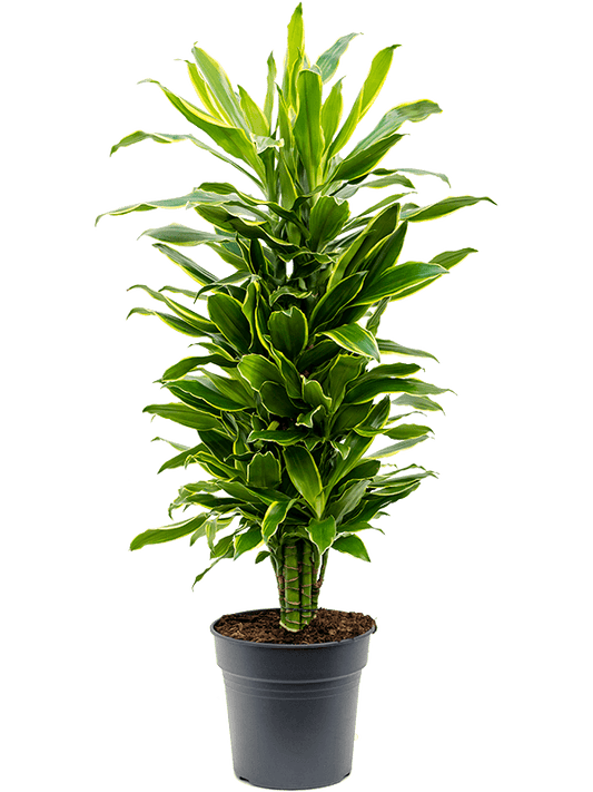 Planta naturala de interior Branched-multi D40xH120cm Dracaena fragrans 'Golden Coast' PS27/24cm in pamant