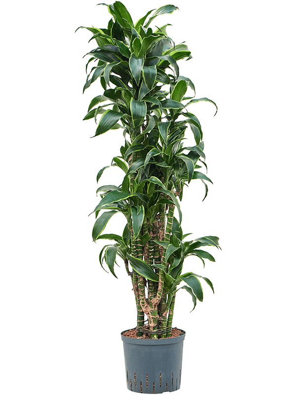 Planta naturala de interior Branched-multi D40xH130cm Dracaena fragrans 'Dorado' P22/19cm in hidrogranule