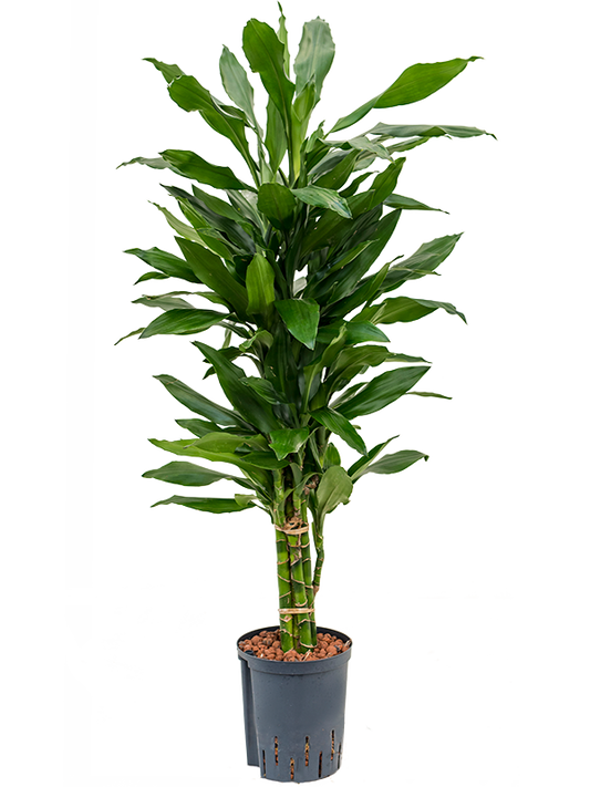 Planta naturala de interior Branched-multi D40xH135cm Dracaena fragrans 'Janet Lind' P18/19cm in hidrogranule