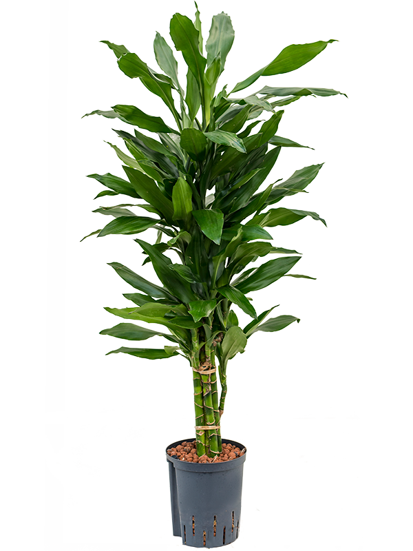Planta naturala de interior Branched-multi D40xH135cm Dracaena fragrans 'Janet Lind' P18/19cm in hidrogranule