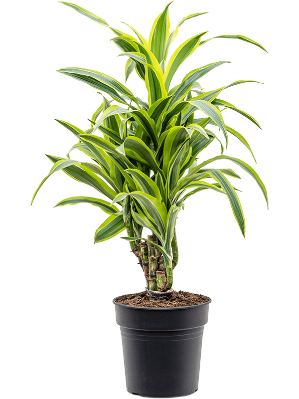 Planta naturala de interior Branched-multi D40xH70cm Dracaena fragrans 'Lemon Lime' PS21/20cm in pamant