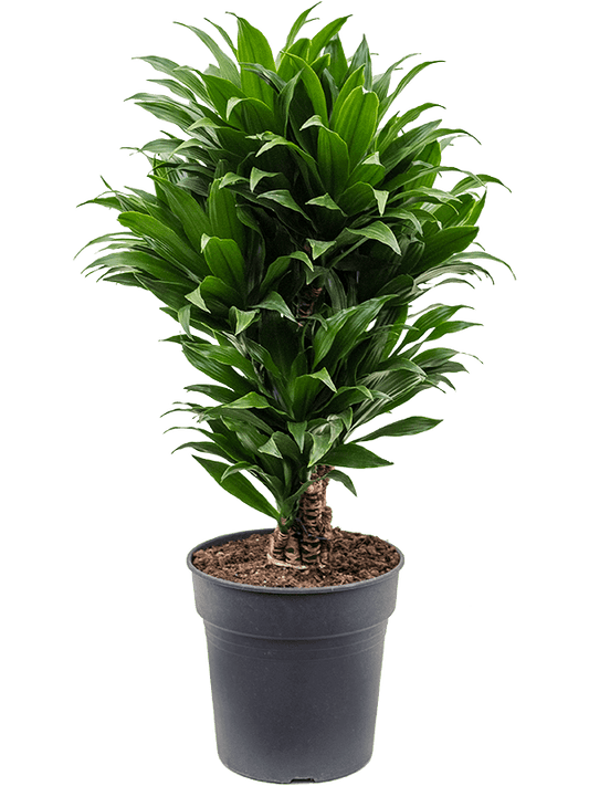 Planta naturala de interior Branched-multi D40xH80cm Dracaena fragrans 'Compacta' PS24/23cm in pamant