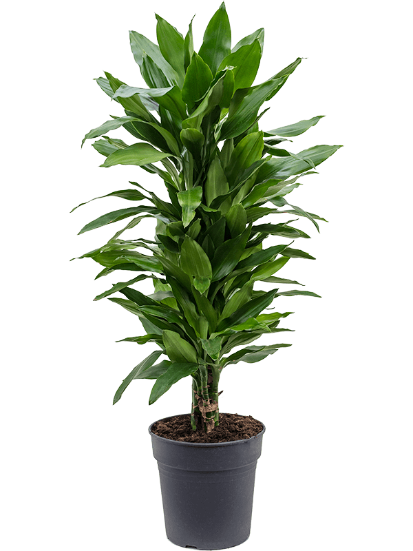 Planta naturala de interior Branched-multi D40xH90cm Dracaena fragrans 'Janet Lind' PS24/23cm in pamant