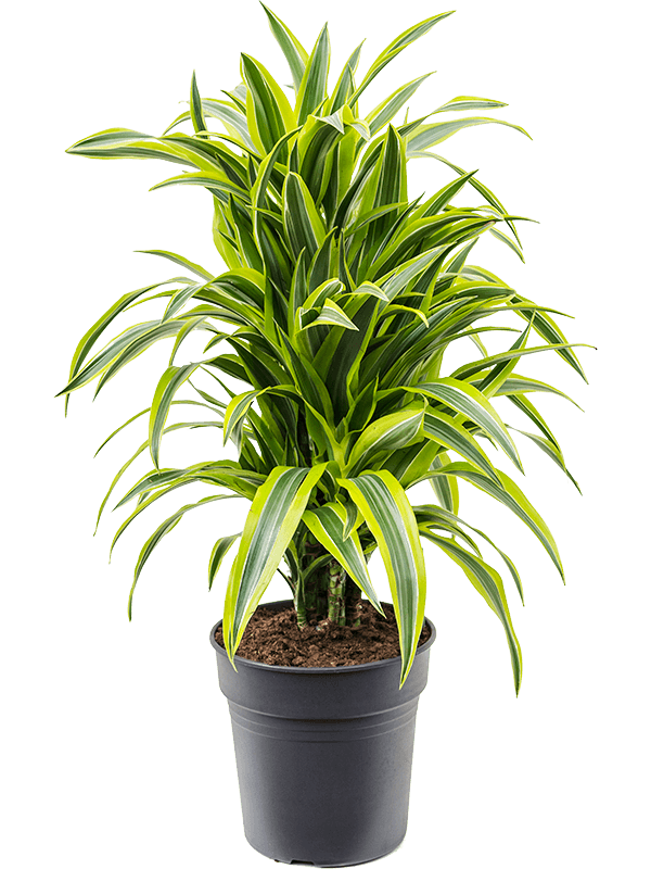 Planta naturala de interior Branched-multi D40xH90cm Dracaena fragrans 'Lemon Lime' PS24/23cm in pamant