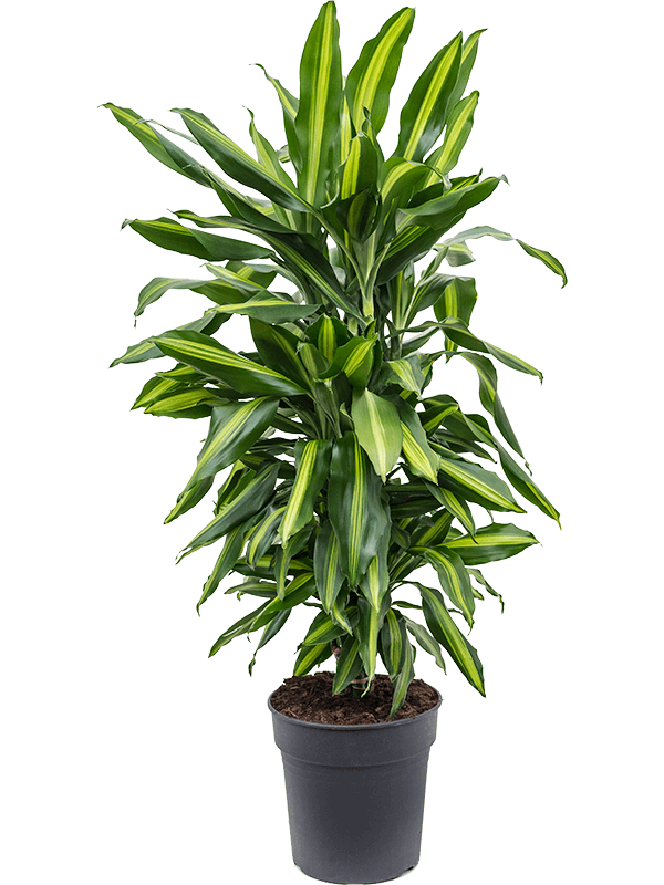 Planta naturala de interior Branched-multi D40xH95cm Dracaena fragrans 'Cintho' PS24/23cm in pamant