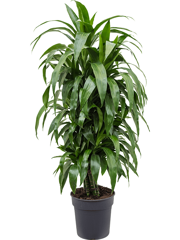 Planta naturala de interior Branched-multi D45xH110cm Dracaena fragrans 'Janet Craig' PS27/25cm in pamant