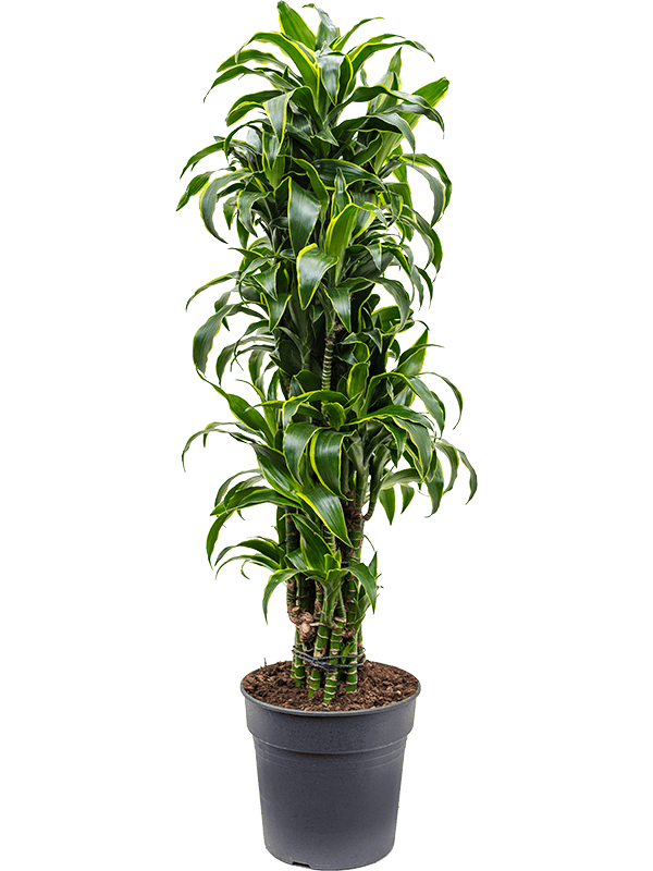 Planta naturala de interior Branched-multi D45xH130cm Dracaena fragrans 'Dorado' PS30/27cm in pamant