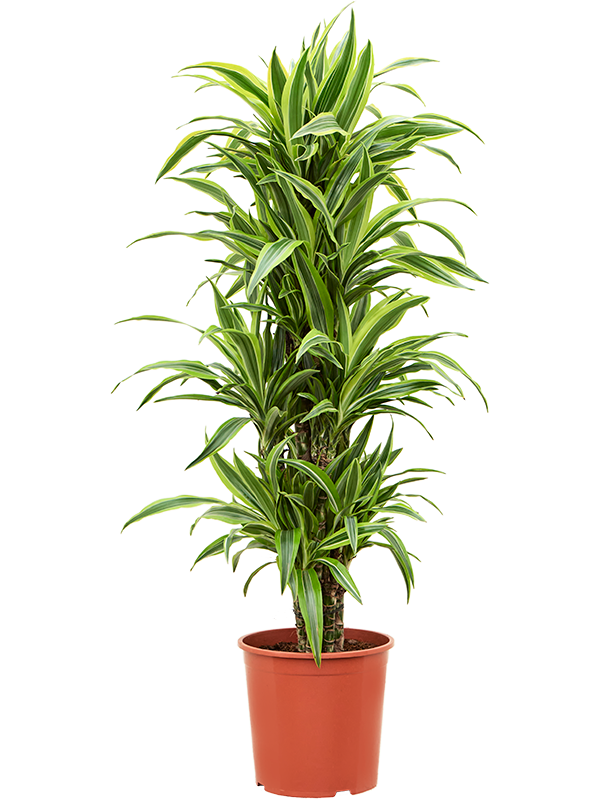 Planta naturala de interior Branched-multi D45xH130cm Dracaena fragrans 'Lemon Lime' PS30/28cm in pamant