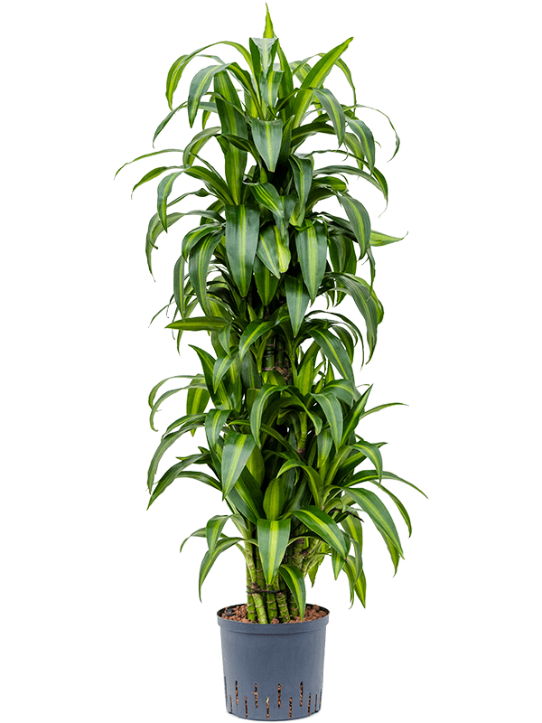 Planta naturala de interior Branched-multi D45xH135cm Dracaena fragrans 'Hawaiian Sunshine' P22/19cm in hidrogranule