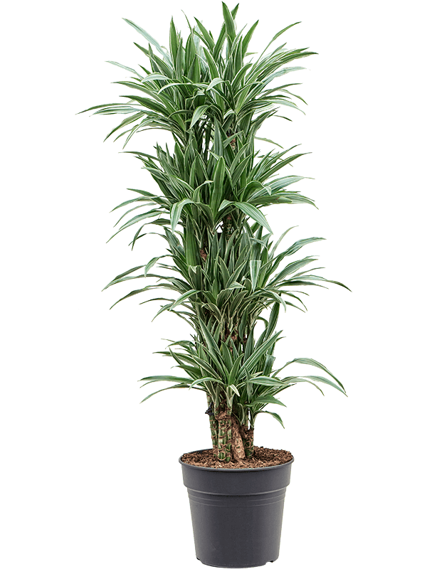 Planta naturala de interior Branched-multi D45xH140cm Dracaena deremensis 'Warneckei' PS30/21cm in pamant