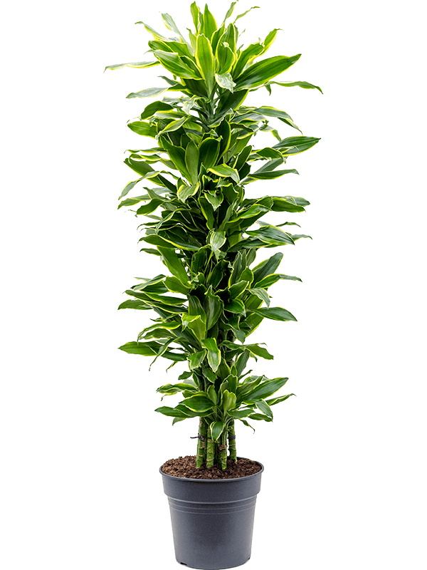 Planta naturala de interior Branched-multi D45xH140cm Dracaena fragrans 'Golden Coast' PS31/27cm in pamant