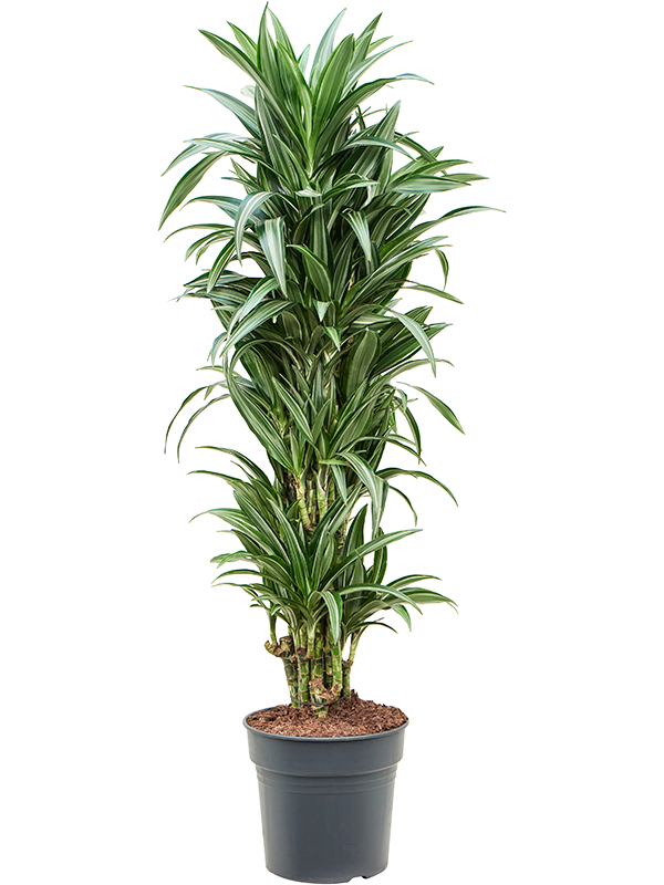 Planta naturala de interior Branched-multi D45xH140cm Dracaena fragrans 'Ulises' PS31/21cm in pamant