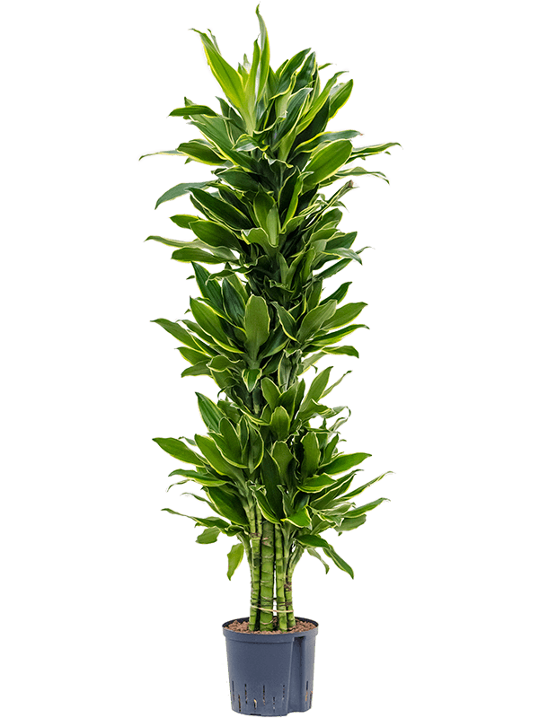 Planta naturala de interior Branched-multi D45xH145cm Dracaena fragrans 'Golden Coast' P22/19cm in hidrogranule