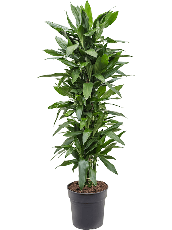 Planta naturala de interior Branched-multi D45xH150cm Dracaena fragrans 'Janet Lind' PS30/27cm in pamant