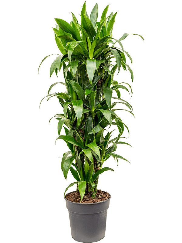 Planta naturala de interior Branched-multi D45xH160cm Dracaena fragrans 'Janet Craig' PS30/27cm in pamant