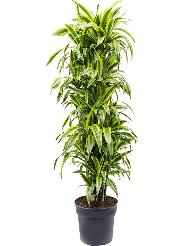 Planta naturala de interior Branched-multi D45xH160cm Dracaena fragrans 'Lemon Lime' PS34/28cm in pamant