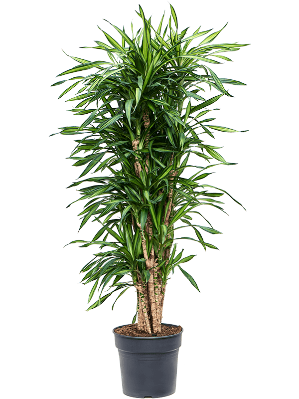 Planta naturala de interior Branched multi D45xH160cm Dracaena fragrans 'Riki' PS34/28cm in pamant