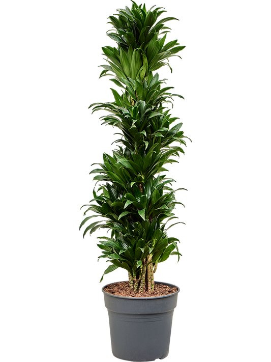 Planta naturala de interior Branched-multi D45xH165cm Dracaena fragrans 'Compacta' PS34/28cm in pamant