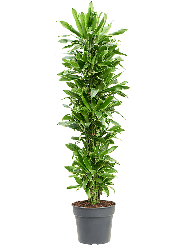 Planta naturala de interior Branched-multi D45xH170cm Dracaena fragrans 'Golden Coast' PS34/28cm in pamant