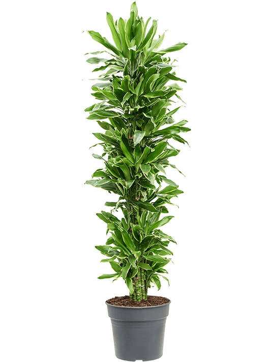 Planta naturala de interior Branched-multi D45xH170cm Dracaena fragrans 'Golden Coast' PS34/28cm in pamant