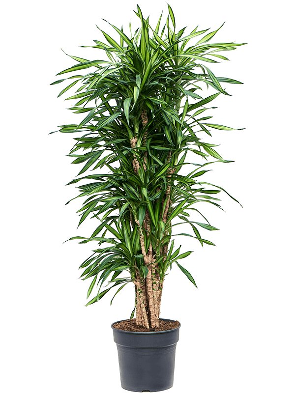 Planta naturala de interior Branched multi D45xH170cm Dracaena fragrans 'Riki' PS34/28cm in pamant