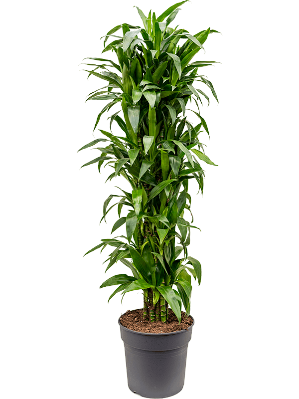 Planta naturala de interior Branched-multi D45xH180cm Dracaena fragrans 'Janet Craig' PS34/28cm in pamant