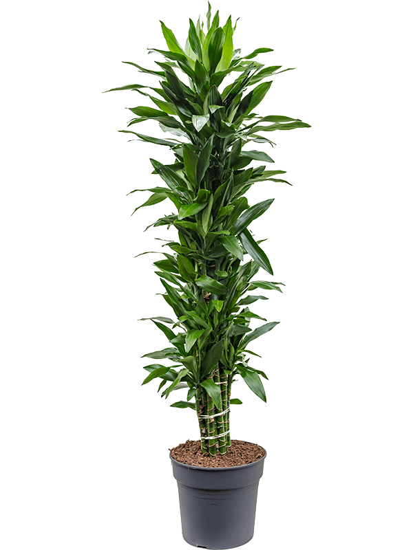 Planta naturala de interior Branched-multi D45xH180cm Dracaena fragrans 'Janet Lind' PS34/28cm in pamant