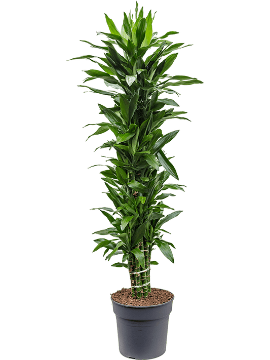 Planta naturala de interior Branched-multi D45xH180cm Dracaena fragrans 'Janet Lind' PS34/28cm in pamant