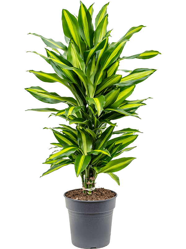 Planta naturala de interior Branched-multi D45xH70cm Dracaena fragrans 'Cintho' PS21/20cm in pamant